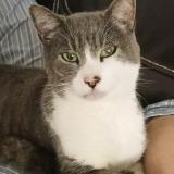 Foto del gato perdido en Paillencourt