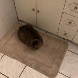 Foto del gato perdido en Saint Cyprien