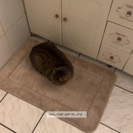 Foto 1/1 Minou Chat perdido en Saint cyprien