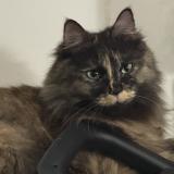 Foto del gato perdido en Paris