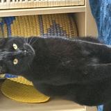 Foto de gato encontrado en Valence