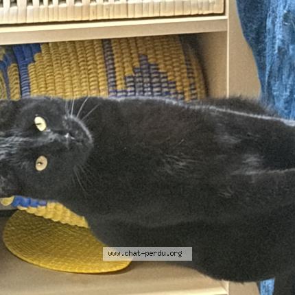 Foto 1/1 Gato encontrado Encontrado en Valence