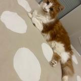 Foto del gato perdido en Saint Etienne