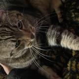 Foto de gato encontrado en Anduze