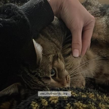 Foto 2/2 Gato encontrado Encontrado en Anduze