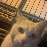 Foto de gato encontrado en Rennes