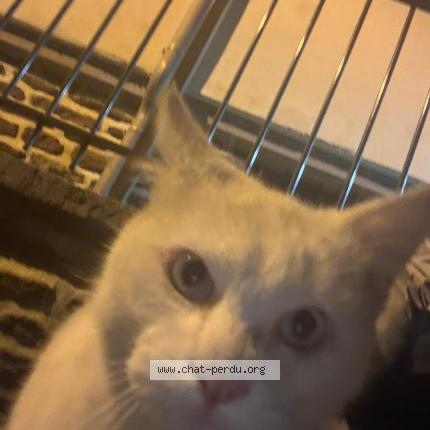 Foto 1/1 Gato encontrado Encontrado en Rennes