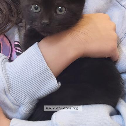 Foto 1/1 Loucha Chat perdido en Plaisir