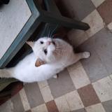 Foto de gato encontrado en Brest