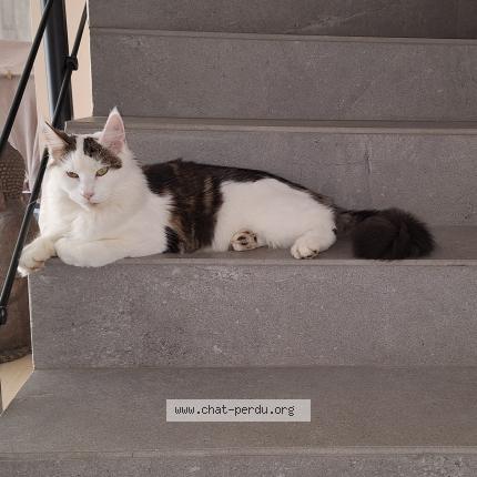 Foto 1/1 Tofu Chat perdido en Brindas