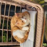 Foto de gato encontrado en Chemaudin Et Vaux