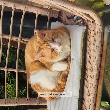 Foto 1/1 Gato encontrado Encontrado en Chemaudin et vaux