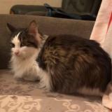 Foto del gato perdido en Saintes