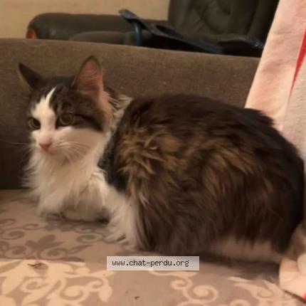 Foto 1/1 Bloome Chat perdido en Saintes