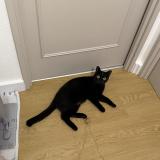 Foto de gato encontrado en Nantes