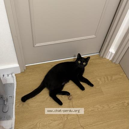 Foto 1/1 Gato encontrado Encontrado en Nantes