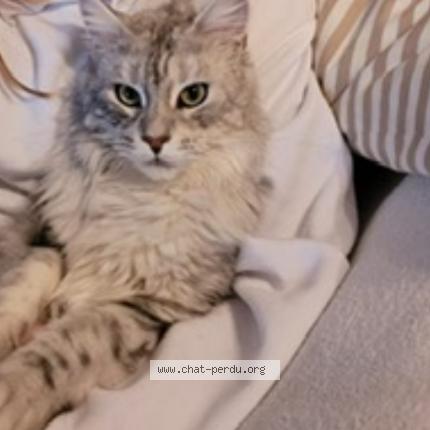 Foto 1/1 Belle Chat perdido en La couronne martigues