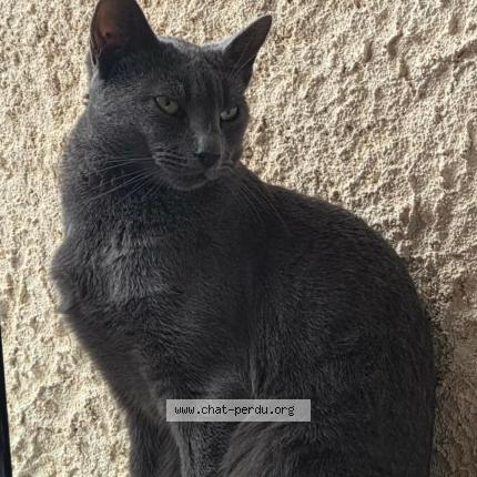 Foto 1/1 Windsor Chat perdido en Muret