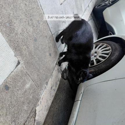 Foto 1/2 Gato encontrado Encontrado en Nice