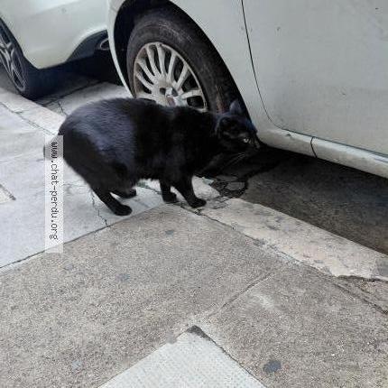 Foto 1/2 Gato encontrado Encontrado en Nice