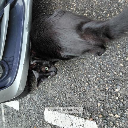 Foto 2/2 Gato encontrado Encontrado en Nice