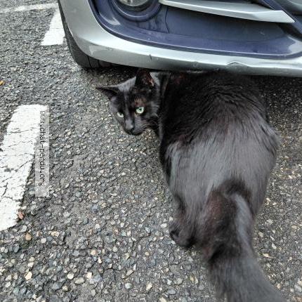 Foto 2/2 Gato encontrado Encontrado en Nice