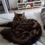 Foto de gato encontrado en Grand Auverne