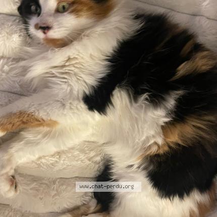 Foto 1/1 Masha Chat perdido en Marseille