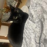 Foto del gato perdido en Saint Laurent Du Pont