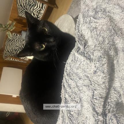 Foto 1/1 Ulysse Chat perdido en Saint laurent du pont