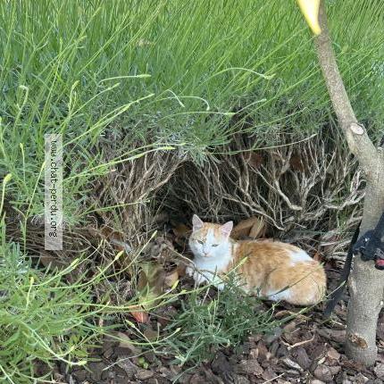 Foto 1/1 Shakira Chat perdido en Luzarches