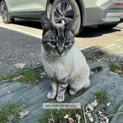 Foto 1/1 Sloggy dit Soso Chat perdido en Murianette