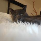 Foto del gato perdido en Saulnieres