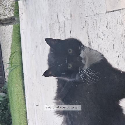 Foto 1/1 Gato encontrado Encontrado en Olivet