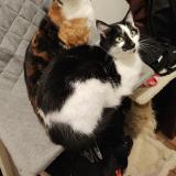 Foto del gato perdido en Angers