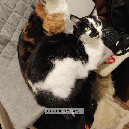 Foto 1/1 Meiko Chat perdido en Angers