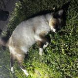 Foto de gato encontrado en Saint Philbert De Grand Lieu