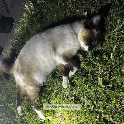 Foto 1/1 Gato encontrado Encontrado en Saint philbert de grand lieu