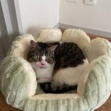 Foto del gato perdido en Lyon 03