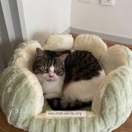 Foto 1/1 Wall e Chat perdido en Lyon 03