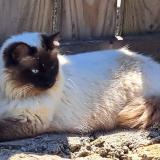 Foto del gato perdido en Niort