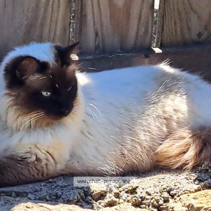 Foto 1/1 V&eacute;ronique Baudin Chat perdido en Niort