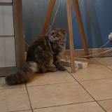 Foto de gato encontrado en Brest