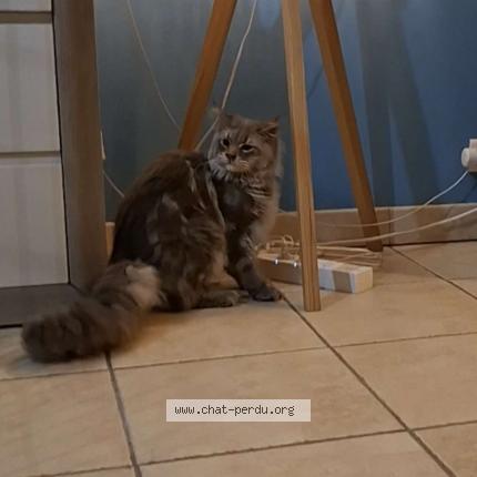 Foto 1/1 Gato encontrado Encontrado en Brest