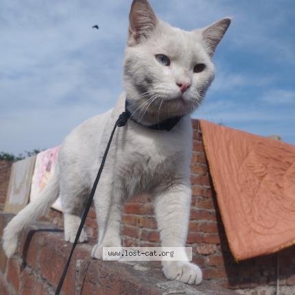 Foto 1/1 Chito Chat perdido en Lahore