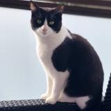 Foto del gato perdido en Belleville En Beaujolais