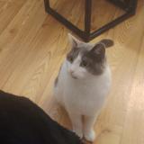 Foto del gato perdido en Hericourt