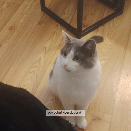 Foto 1/1 yuna Chat perdido en Hericourt