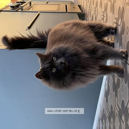 Foto 1/1 Pilou Chat perdido en Saint lumine de clisson