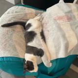 Foto del gato perdido en Cannes La Bocca